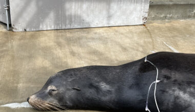 Rescued sea lion survives serious illness, care center discovers disturbing evidence from X-rays