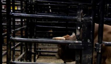 PBR bull riding is happening this weekend at Sacramento's Golden 1 Center