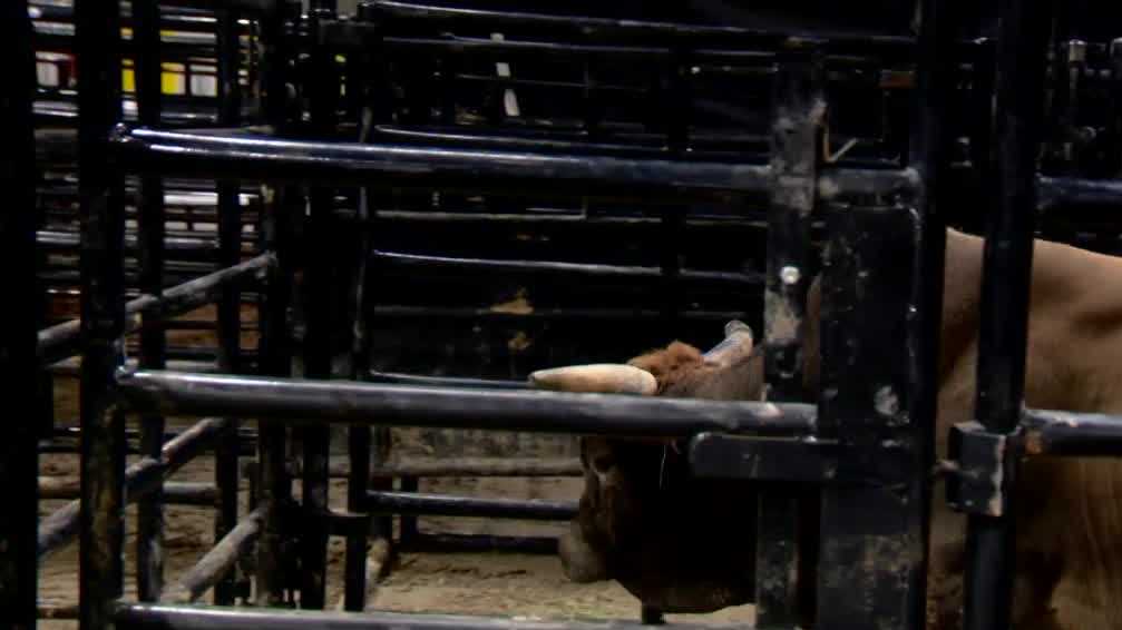 PBR bull riding is happening this weekend at Sacramento's Golden 1 Center