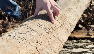 Albert-Oakland Park removing trees killed by invasive insect | Mid-Missouri News