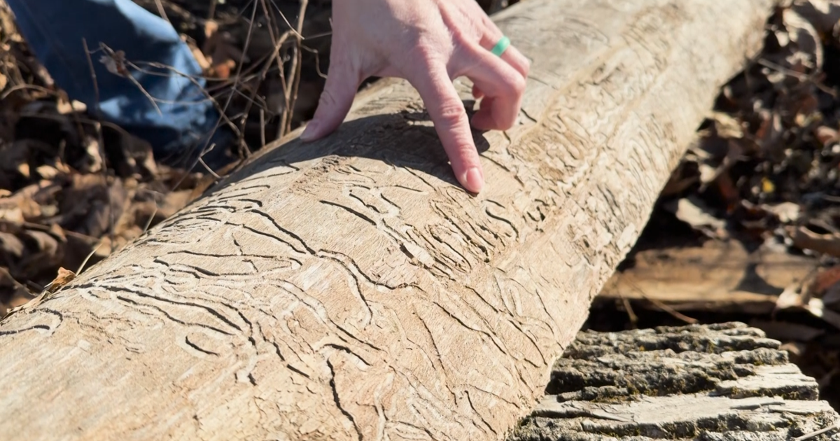 Albert-Oakland Park removing trees killed by invasive insect | Mid-Missouri News