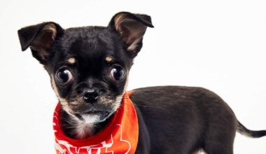 A Sacramento SPCA Puppy is Part of The Puppy Bowl February 8 | KFBK News Radio