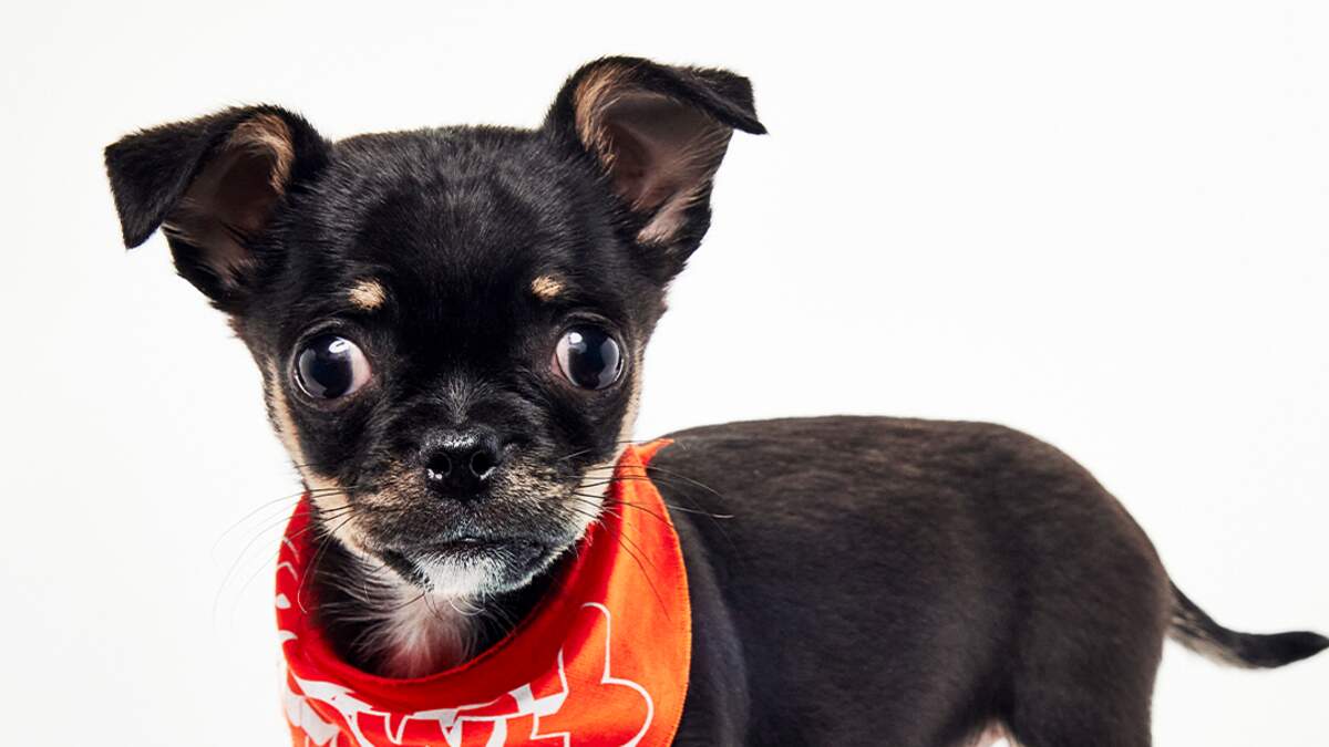 A Sacramento SPCA Puppy is Part of The Puppy Bowl February 8 | KFBK News Radio