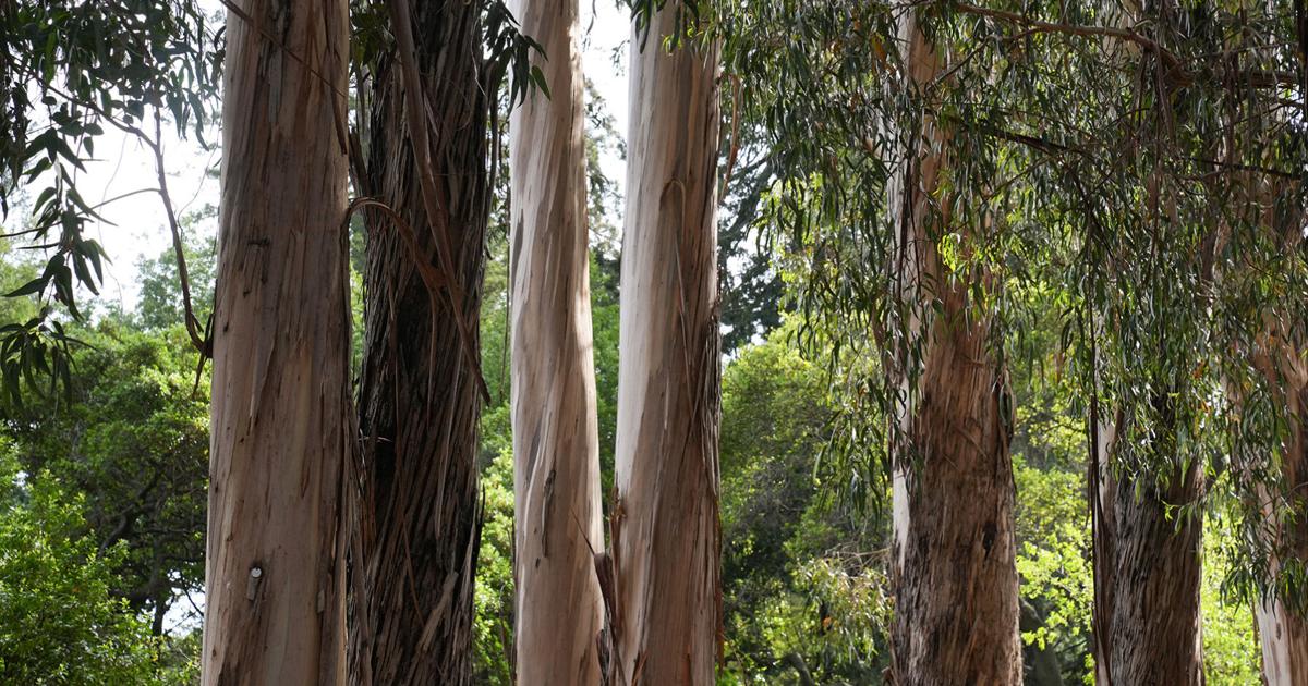 Not every tree deserves a hug | Op-Eds