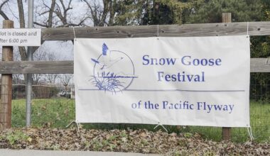 Snow Goose Festival takes flight in Northern Sacramento Valley | News