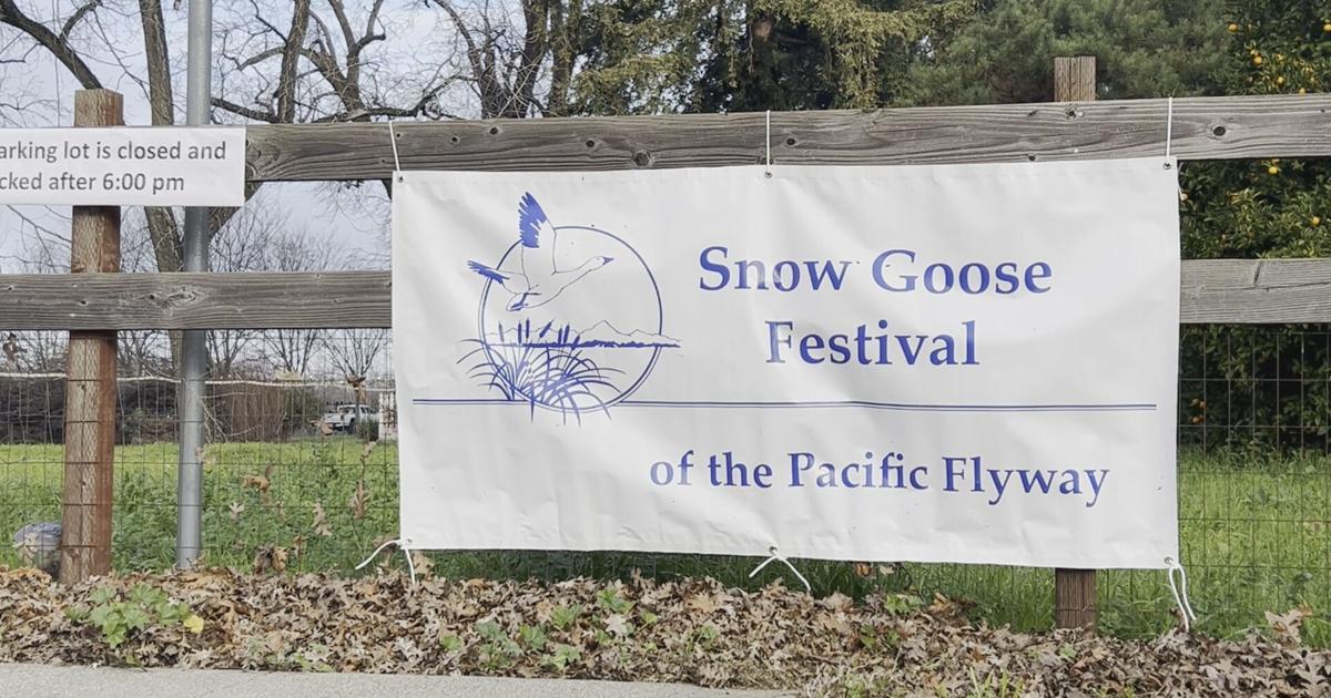 Snow Goose Festival takes flight in Northern Sacramento Valley | News