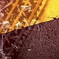 Traffic Advisory: avoid area near Double D Diner in Oakland City | News