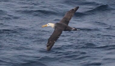 Scientists marvel at a Galapagos seabird that wandered 3,000 miles to California :: WRAL.com