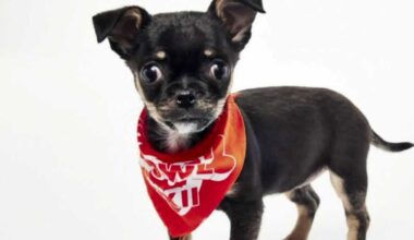 Sacramento's Gold Nugget to join Puppy Bowl on Super Bowl Sunday