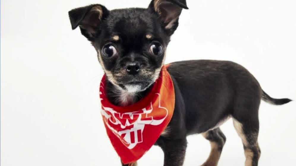 Sacramento's Gold Nugget to join Puppy Bowl on Super Bowl Sunday