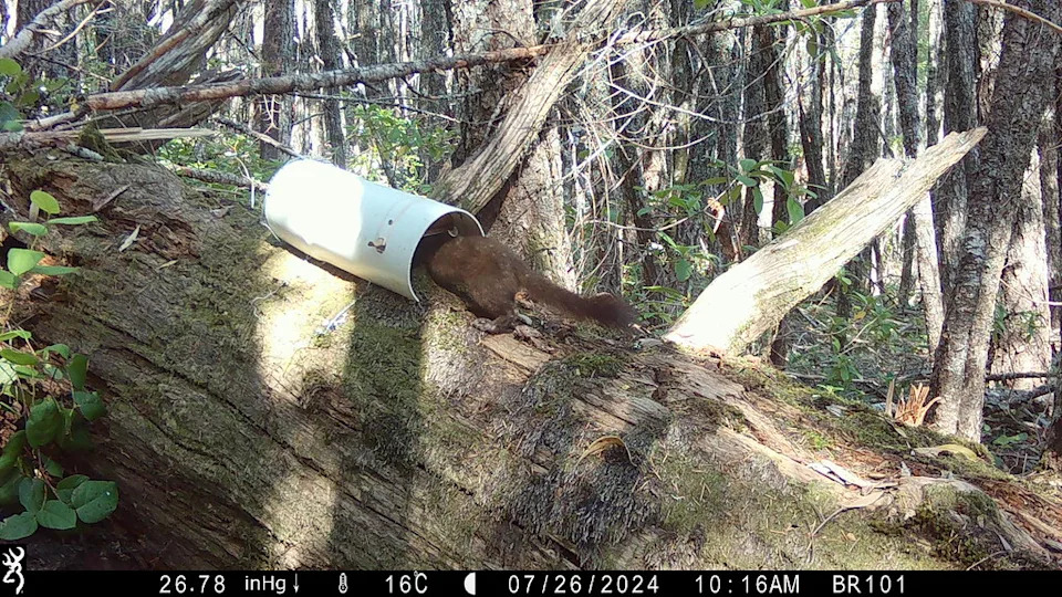 A coastal marten, also known as a Humboldt marten, is pictured by a wildlife camera inside a PVC pipe set up by Oregon State University researchers to collect a hair sample from the animal. The data collected from the hair samples help scientists better understand the size of the marten population. (Oregon State University)