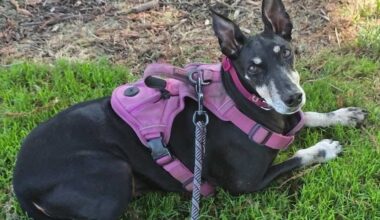 Sacramento woman mourns dog killed in attack at Carmichael Park