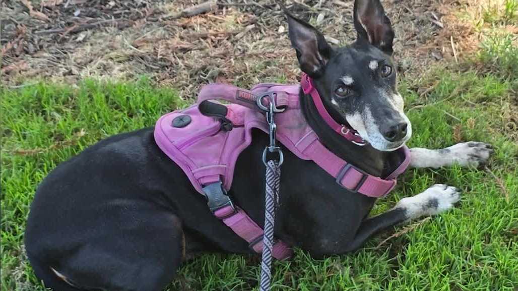 Sacramento woman mourns dog killed in attack at Carmichael Park