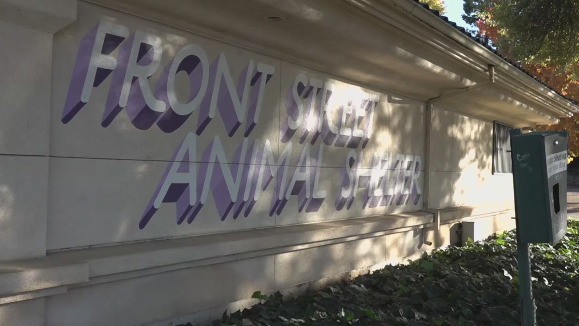 Front Street Animal Shelter pauses intake of healthy stray dogs after Strep Zoo cases