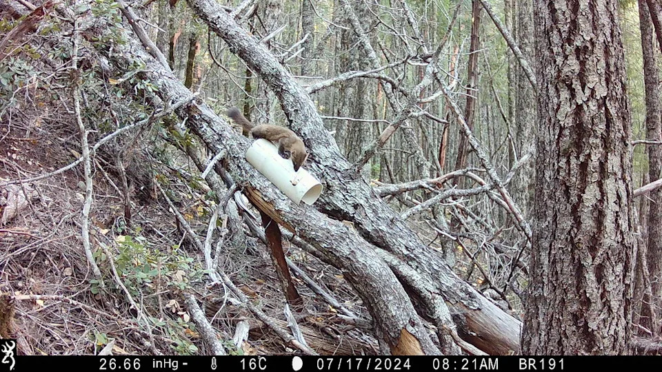 A coastal marten, also known as a Humboldt marten, is pictured by a wildlife camera inside a PVC pipe set up by Oregon State University researchers to collect a hair sample from the animal. The data collected from the hair samples help scientists better understand the size of the marten population. (Oregon State University)