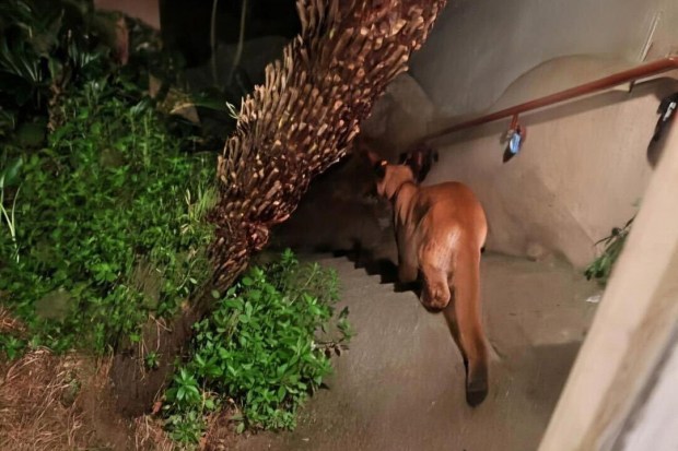 CORRECTS BYLINE TO DAVID PITT NOT ROXANNE BLANK - This photo provided by Roxanne Blank shows a mountain lion walking down stairs, Monday, Jan. 26, 2026, in San Francisco. (David Pitt via AP)