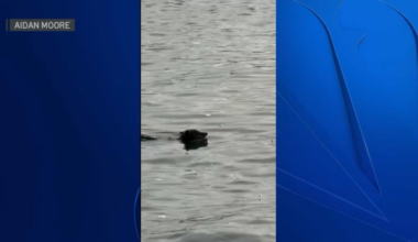 Coyote spotted swimming near Alcatraz Island – NBC Bay Area