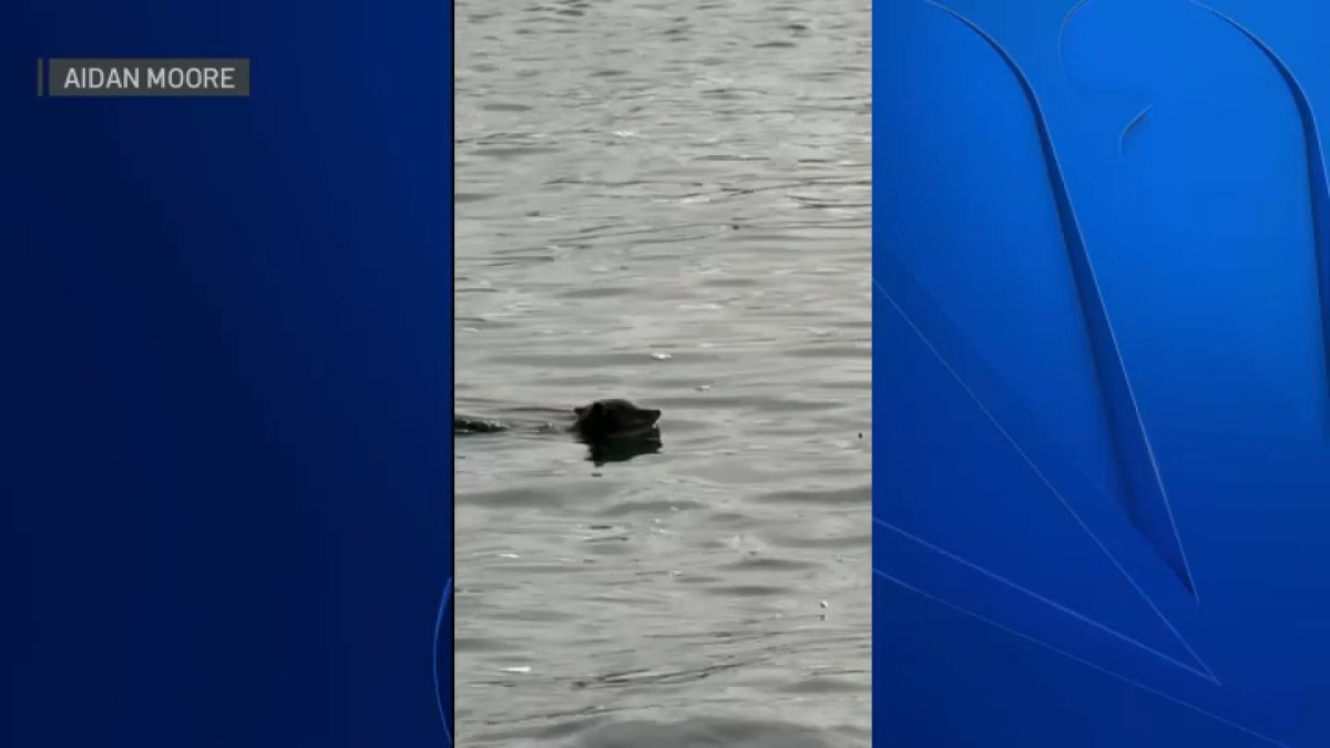 Coyote spotted swimming near Alcatraz Island – NBC Bay Area
