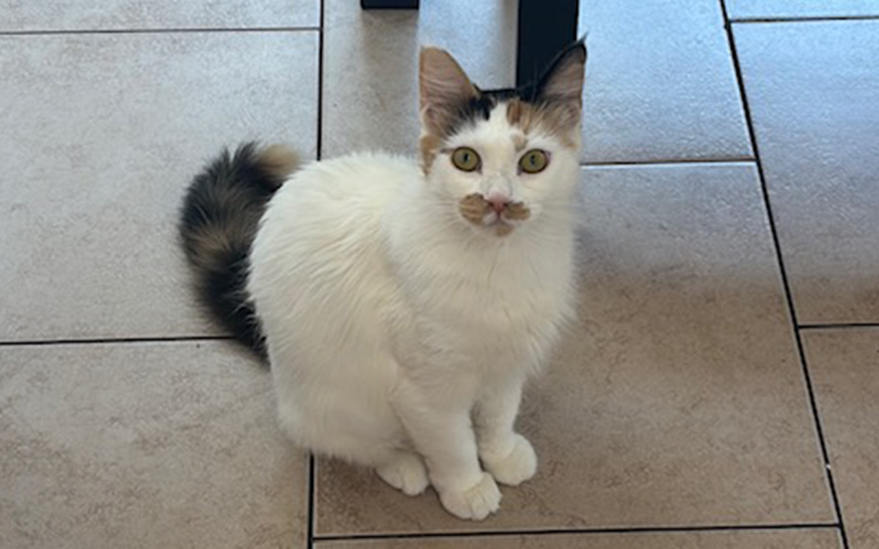 Marmalade is the Berkeley-East Bay Humane Societyâs pet of the...