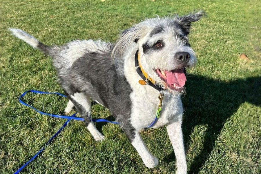 Bentley is the pet of the week at the East...