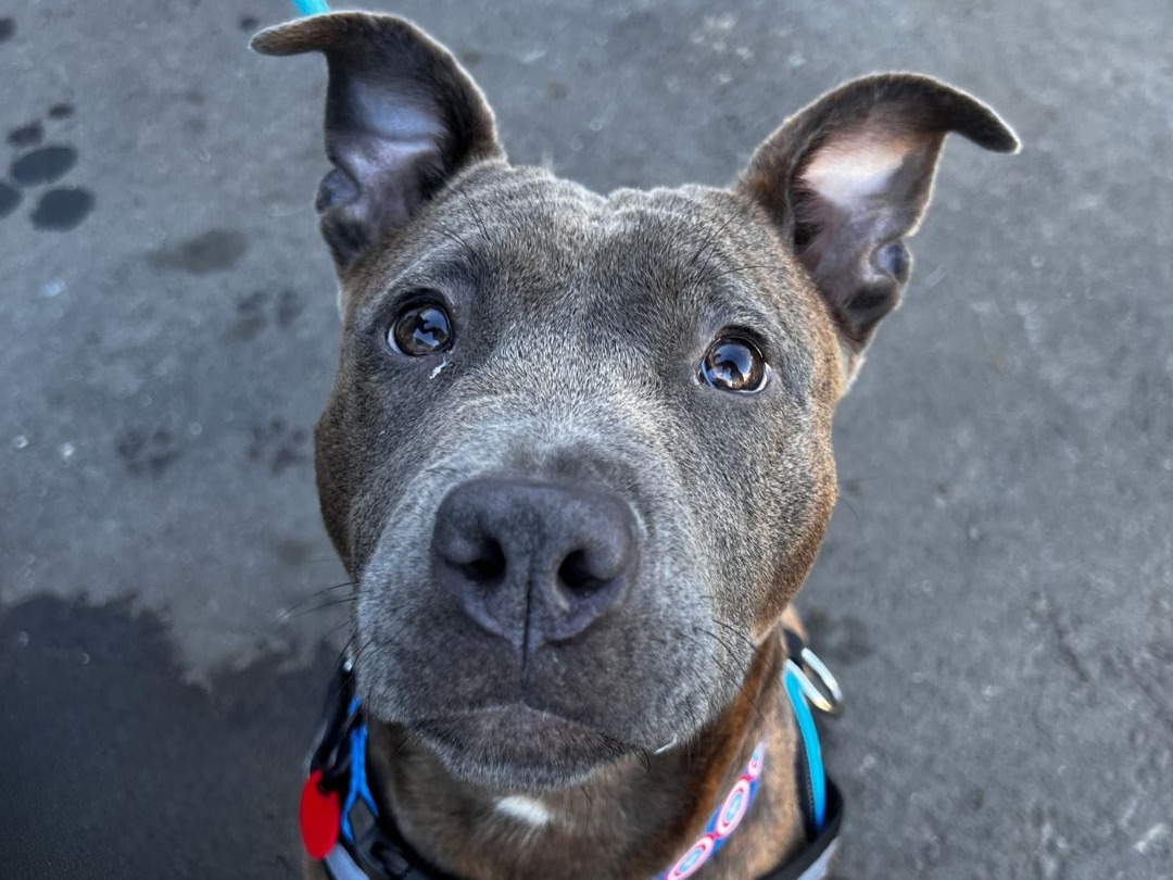 Mascarpone is Friends of the Alameda Animal Shelterâs pet of...