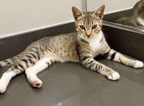 Guava is the pet of the week with Community Concern...