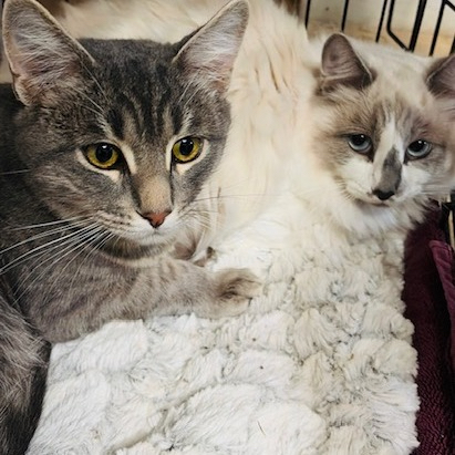 Silas and Marshmallow are Milo Point Richmondâs pets of the...