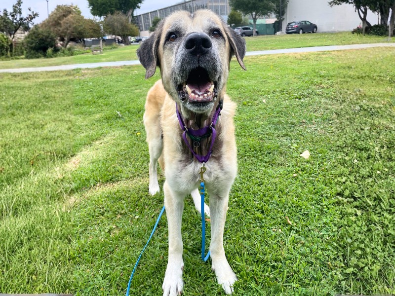 Dogbert is the pet of the week at the East...
