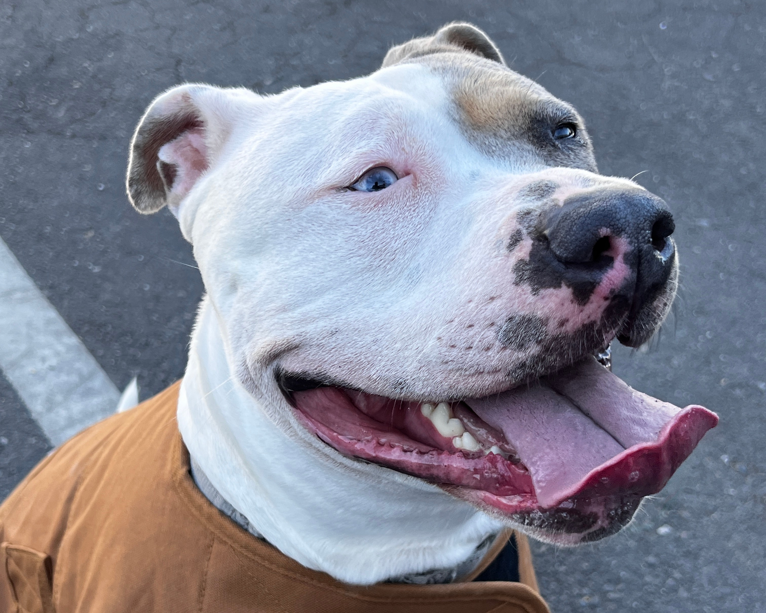 Shellsea is Friends of the Alameda Animal Shelterâs pet of...