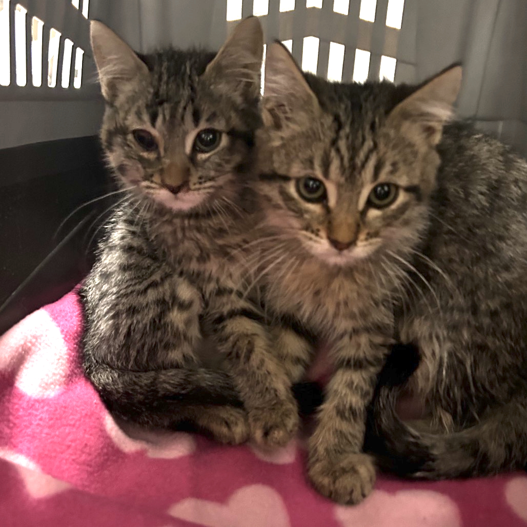 Eggnog and Cider are Milo Point Richmondâs pets of the...