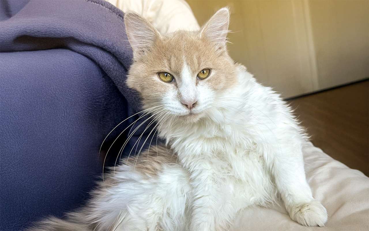 Eddie is the Berkeley-East Bay Humane Societyâs pet of the...