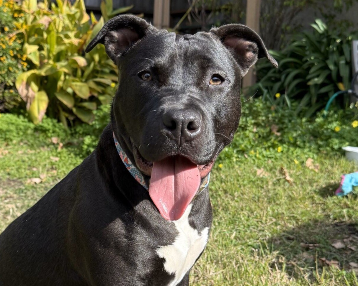 Tina is Friends of the Alameda Animal Shelterâs pet of...