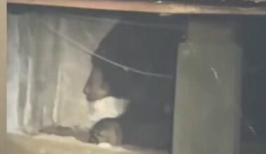 Watch: Bear evicted from California crawlspace may have found a new home