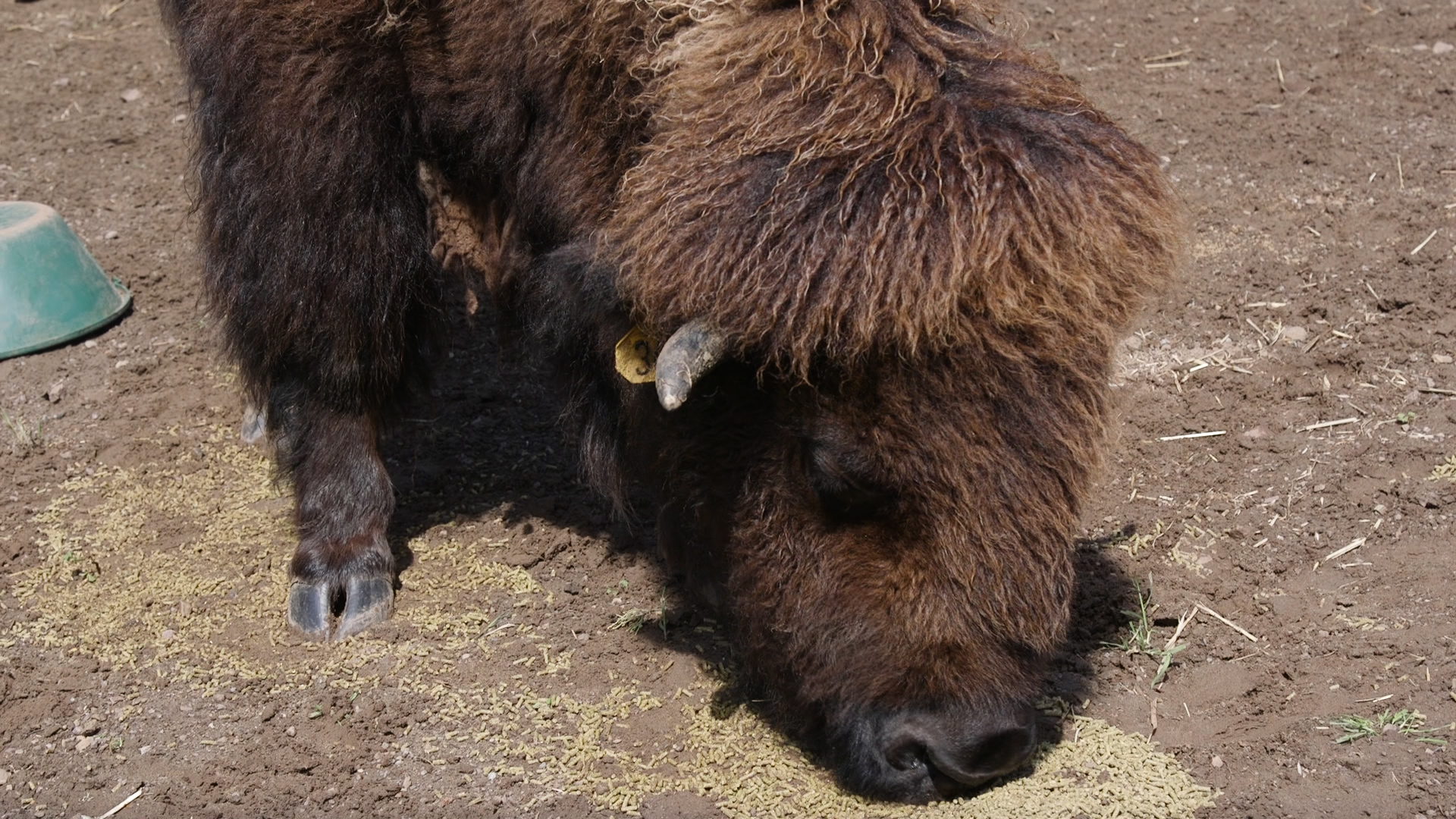 A bison at Golden Gate Park