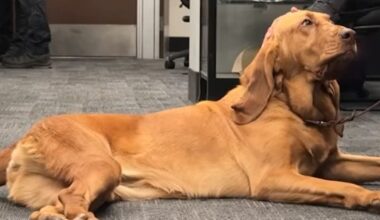 Bloodhound Uses Her Sense of Smell to Locate Missing Hiker in California