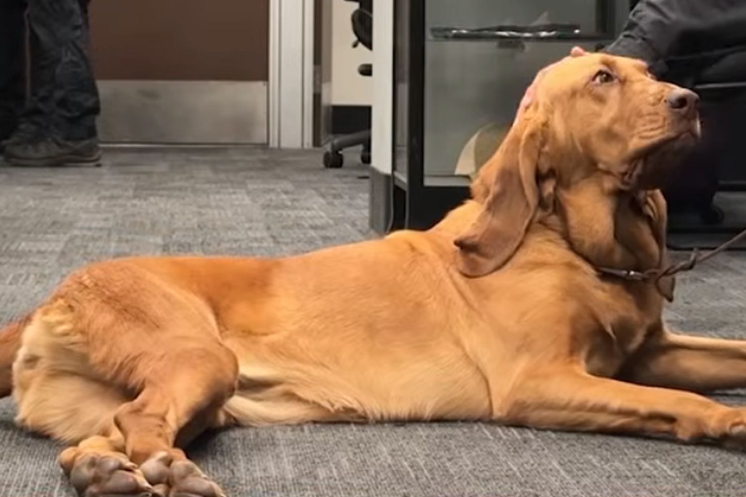Bloodhound Uses Her Sense of Smell to Locate Missing Hiker in California