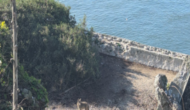 The San Francisco Standard