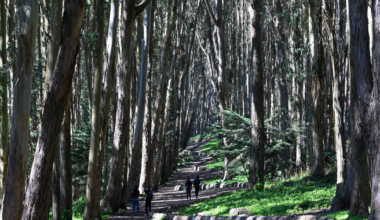 The San Francisco Standard