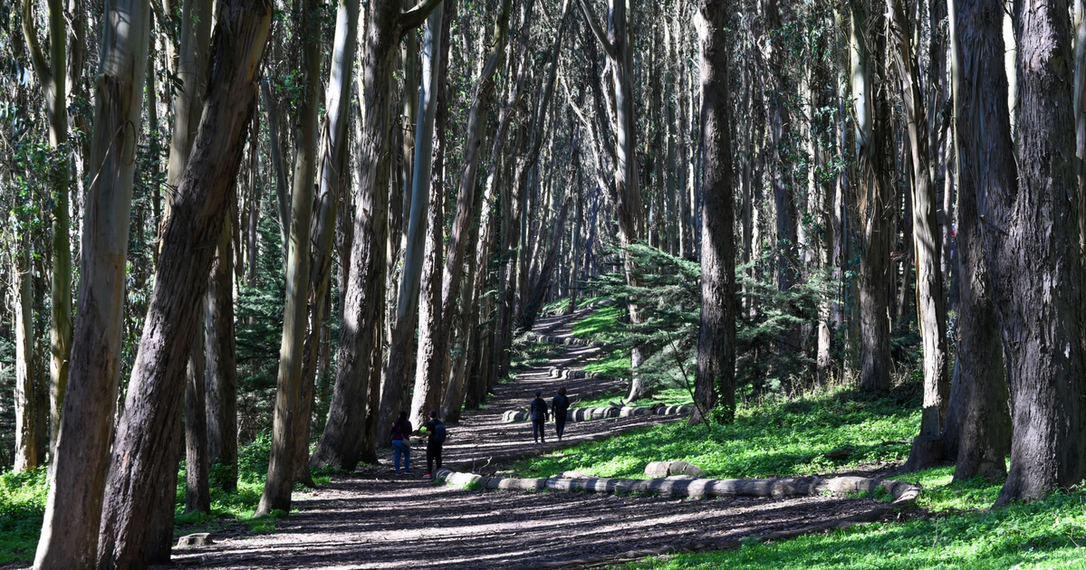 The San Francisco Standard