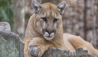 The San Francisco Standard