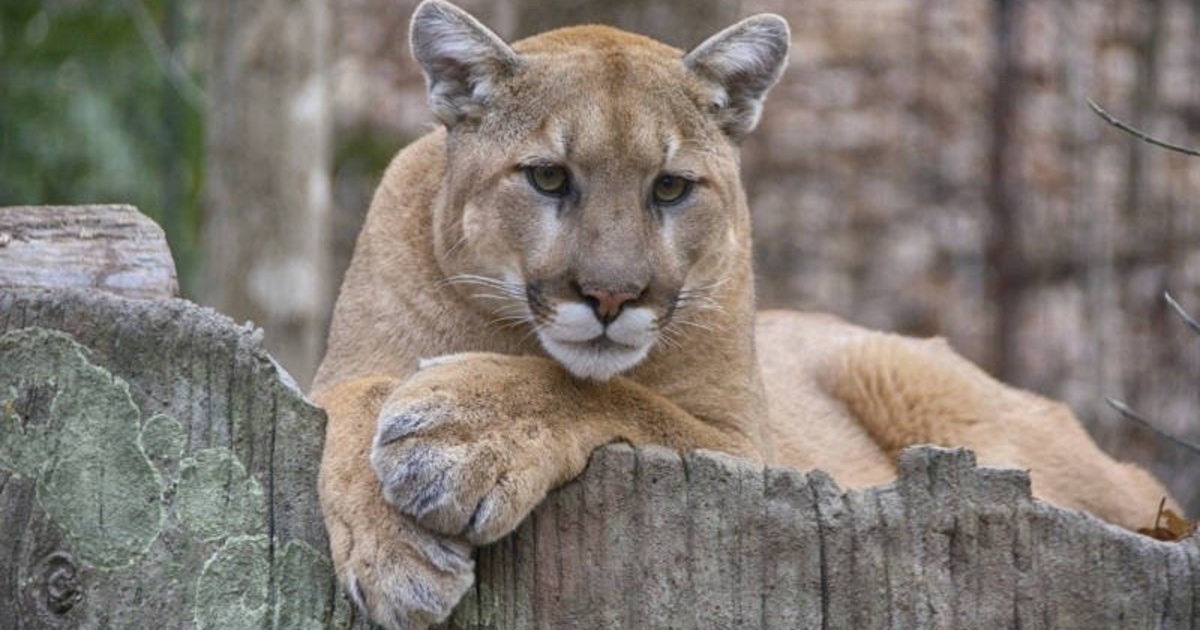 The San Francisco Standard