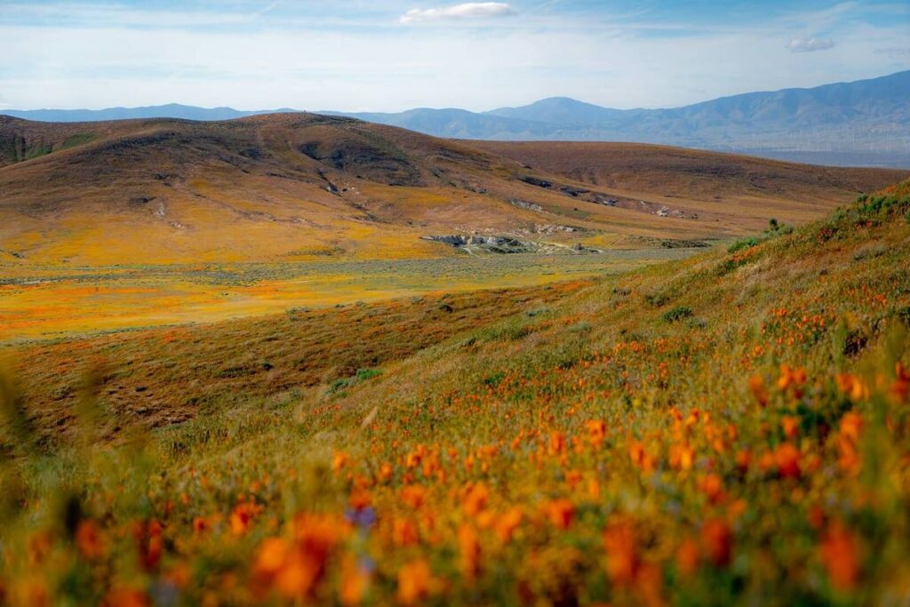 Antelope Valley Poppy Reserve in 2019