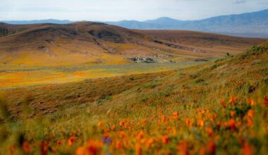 California’s 2026 Superbloom Odds Are Slipping After This Week’s Hot And Dry Spell — Here’s What We Know So Far