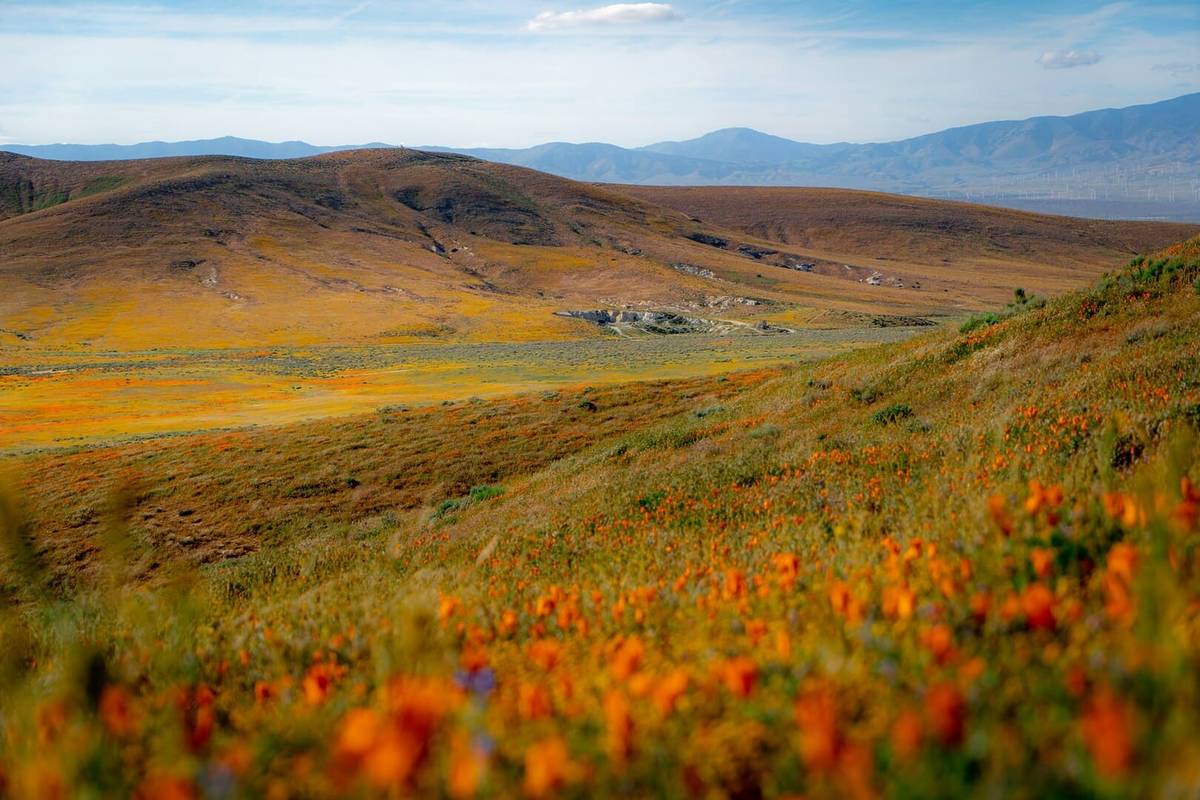 California’s 2026 Superbloom Odds Are Slipping After This Week’s Hot And Dry Spell — Here’s What We Know So Far