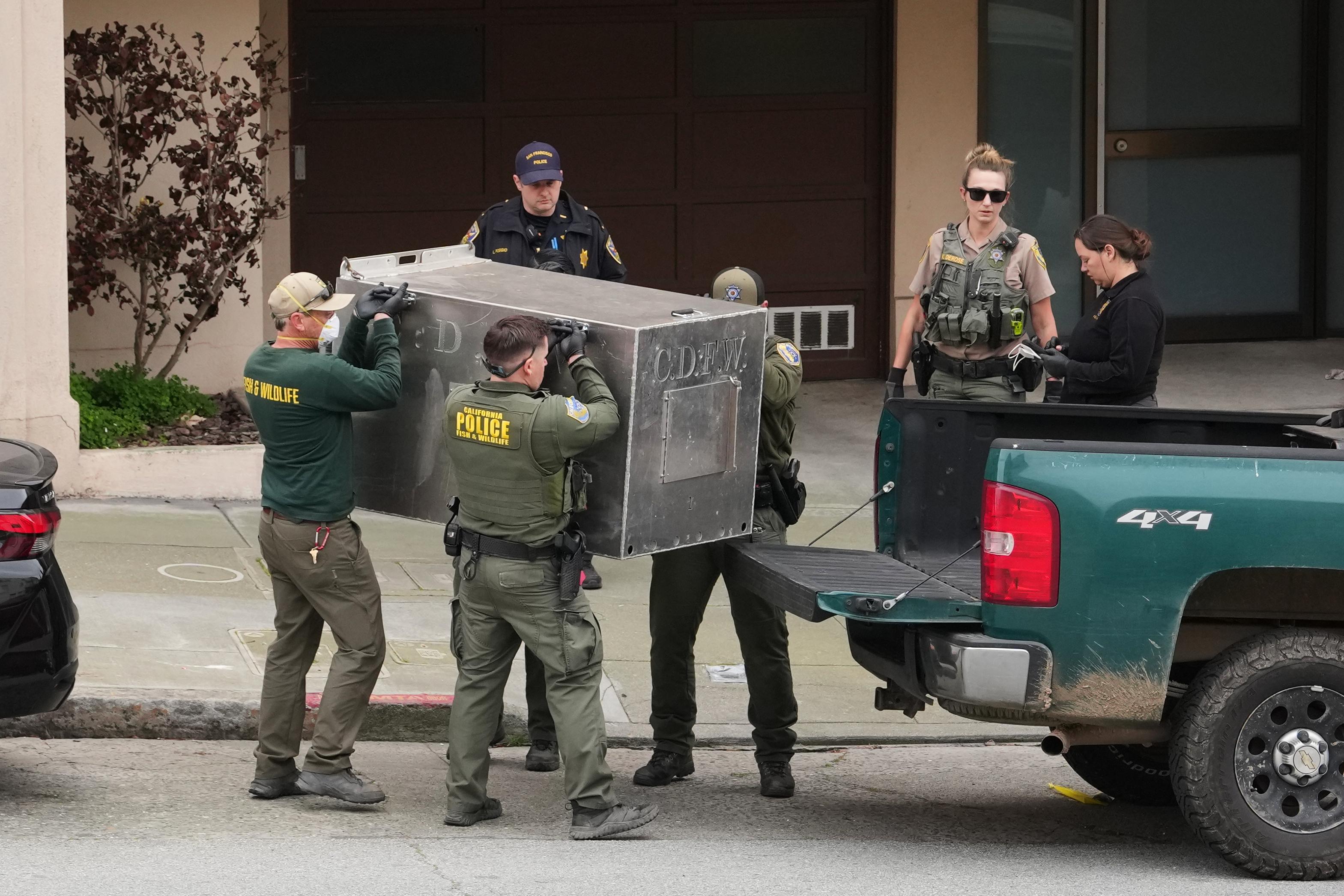 California Fish and Wildlife officials carry a tranquilized mountain lion...