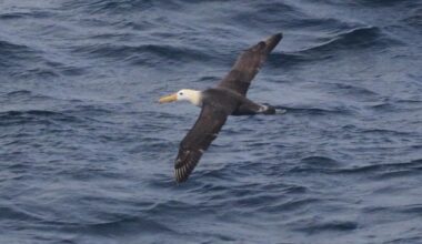 Seagoing albatross makes rare appearance off California coast, startling researchers