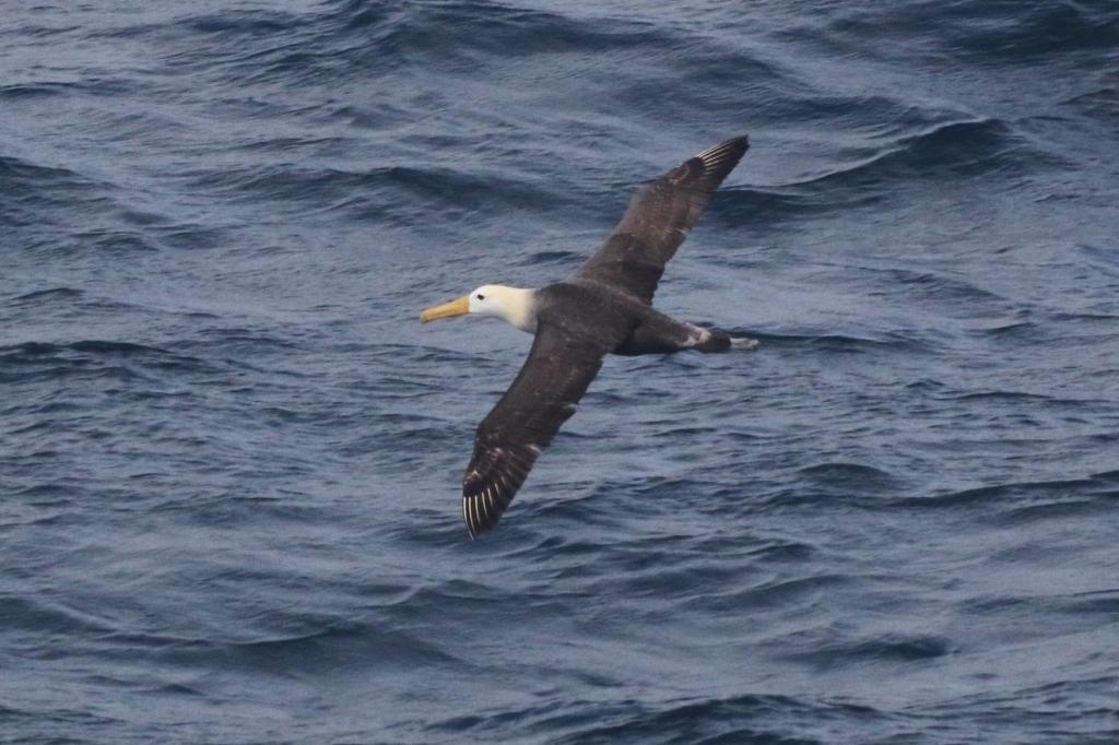 Seagoing albatross makes rare appearance off California coast, startling researchers