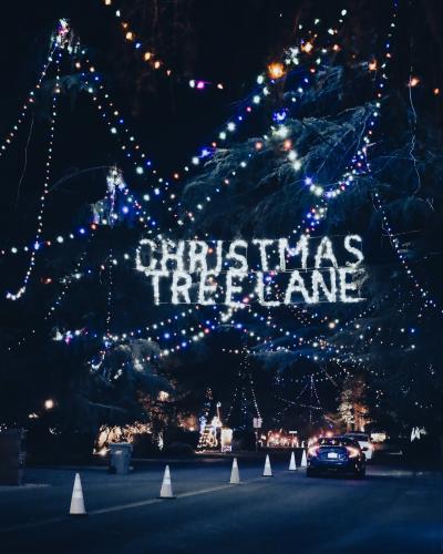 Christmas Tree Lane