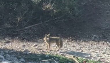 Coyote swimming near Alcatraz Island makes it to the island – NBC Bay Area