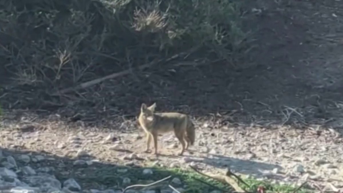 Coyote swimming near Alcatraz Island makes it to the island – NBC Bay Area